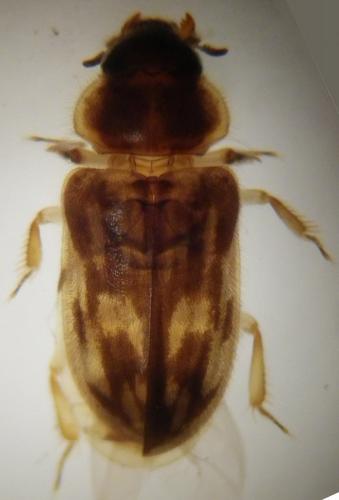 Heterocerus sp.